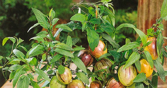 Rega: Frequência e Quantidade Para Evitar Problemas - inspiração 2