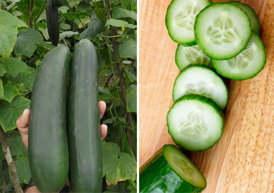 Controle de Pragas e Doenças: Prevenção é o Melhor Remédio - inspiração 1