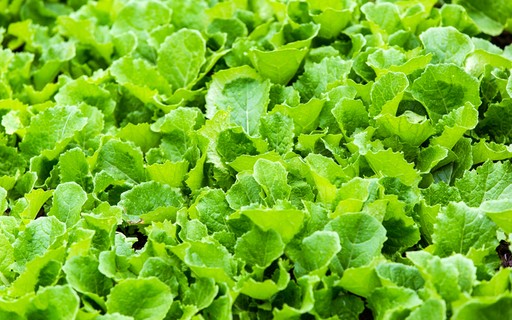 Preparando a Terra: Nutrição é Chave - inspiração 1