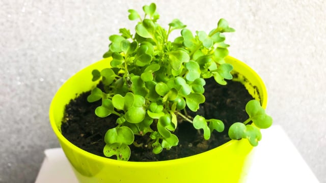 A Rega Necessária: Umidade sem Excesso - inspiração 2