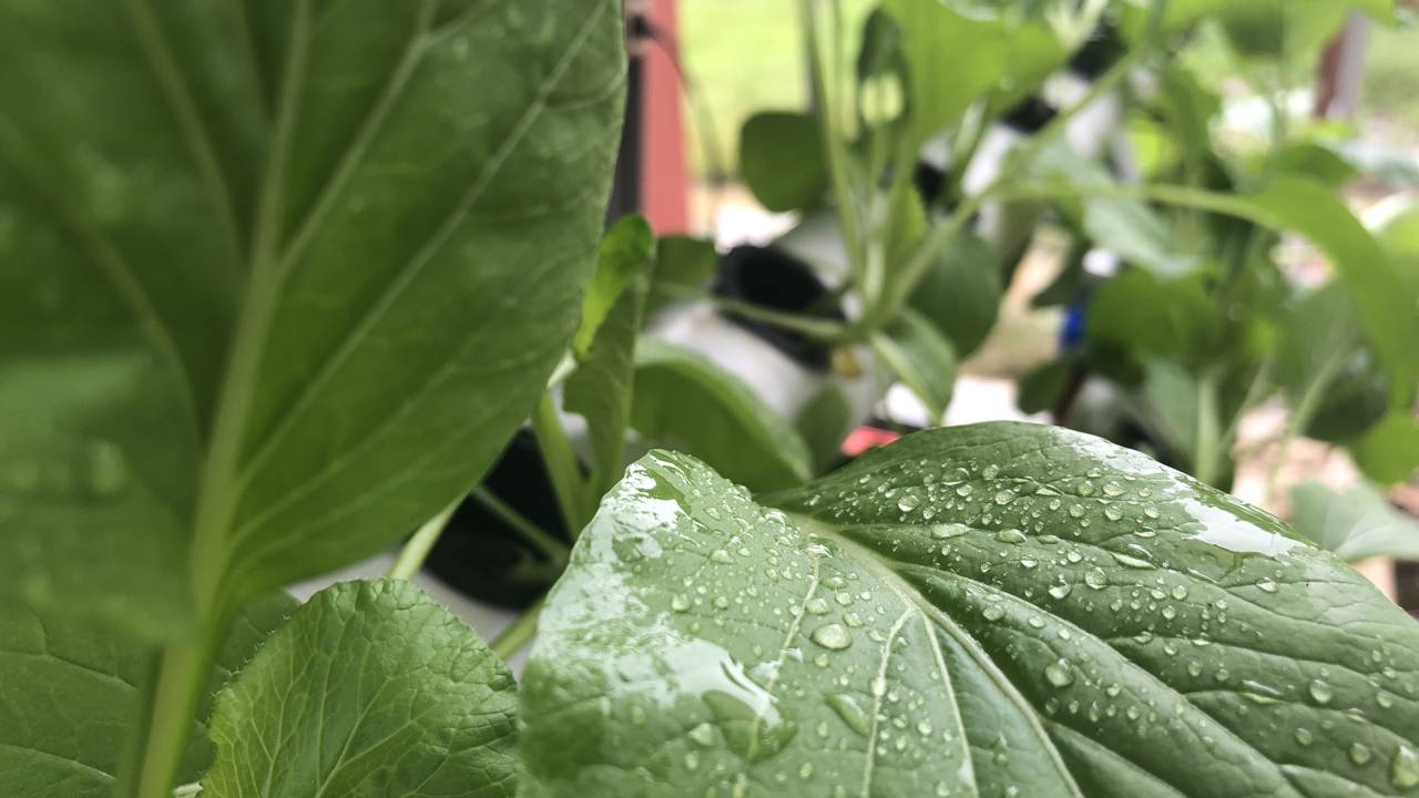 Colhendo Folha a Folha: Prolongando a Produção - inspiração 2