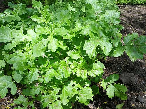 Replantio e Sucessão: Mais Folhas o Ano Todo - inspiração 1