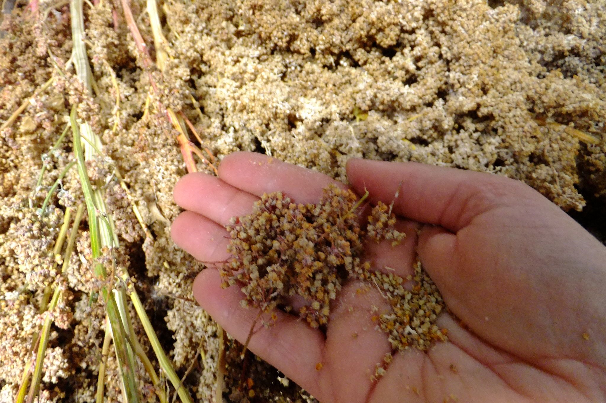 Escolhendo o Local Perfeito Para Sua Quinoa - inspiração 1