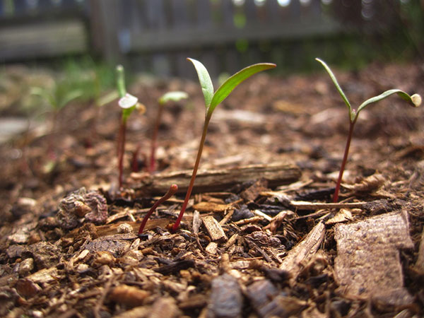 Processamento Pós-Colheita: Do Campo Para Sua Mesa - inspiração 2