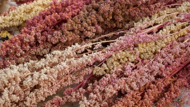 Como Obter Suas Sementes de Quinoa - inspiração 1