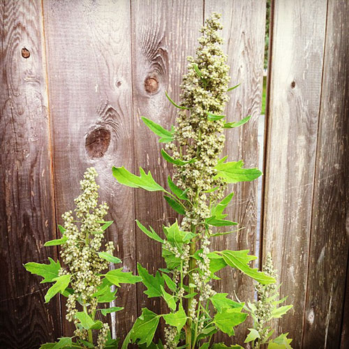 Como Obter Suas Sementes de Quinoa - inspiração 2