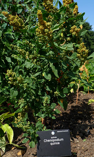 Cuidados Contra Pragas e Doenças Comuns - inspiração 1