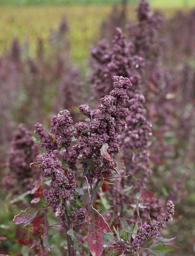 Preparando o Solo: A Base para uma Colheita Farta - inspiração 2