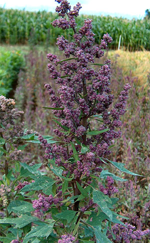 Técnicas de Semeadura e Espaçamento Adequado - inspiração 2