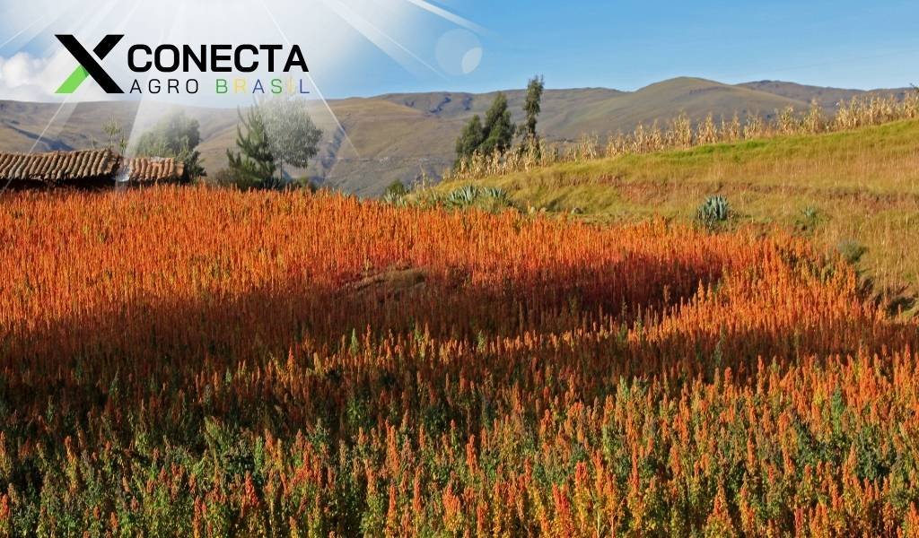 Nutrição da Quinoa: Adubação Natural para o Crescimento - inspiração 1