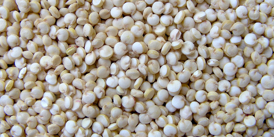 O Ciclo de Vida da Quinoa e os Sinais de Maturação - inspiração 1