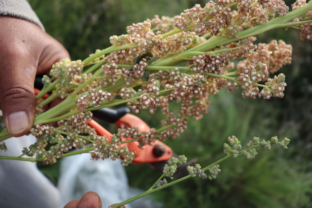 O Ciclo de Vida da Quinoa e os Sinais de Maturação - inspiração 2