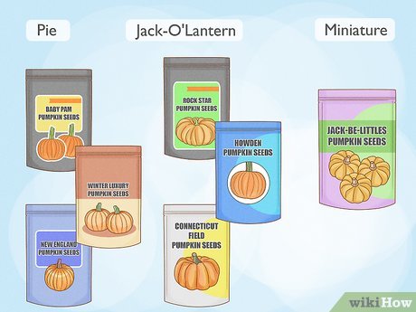 Preparando o Solo: O Berço Ideal para Suas Sementes - inspiração 1