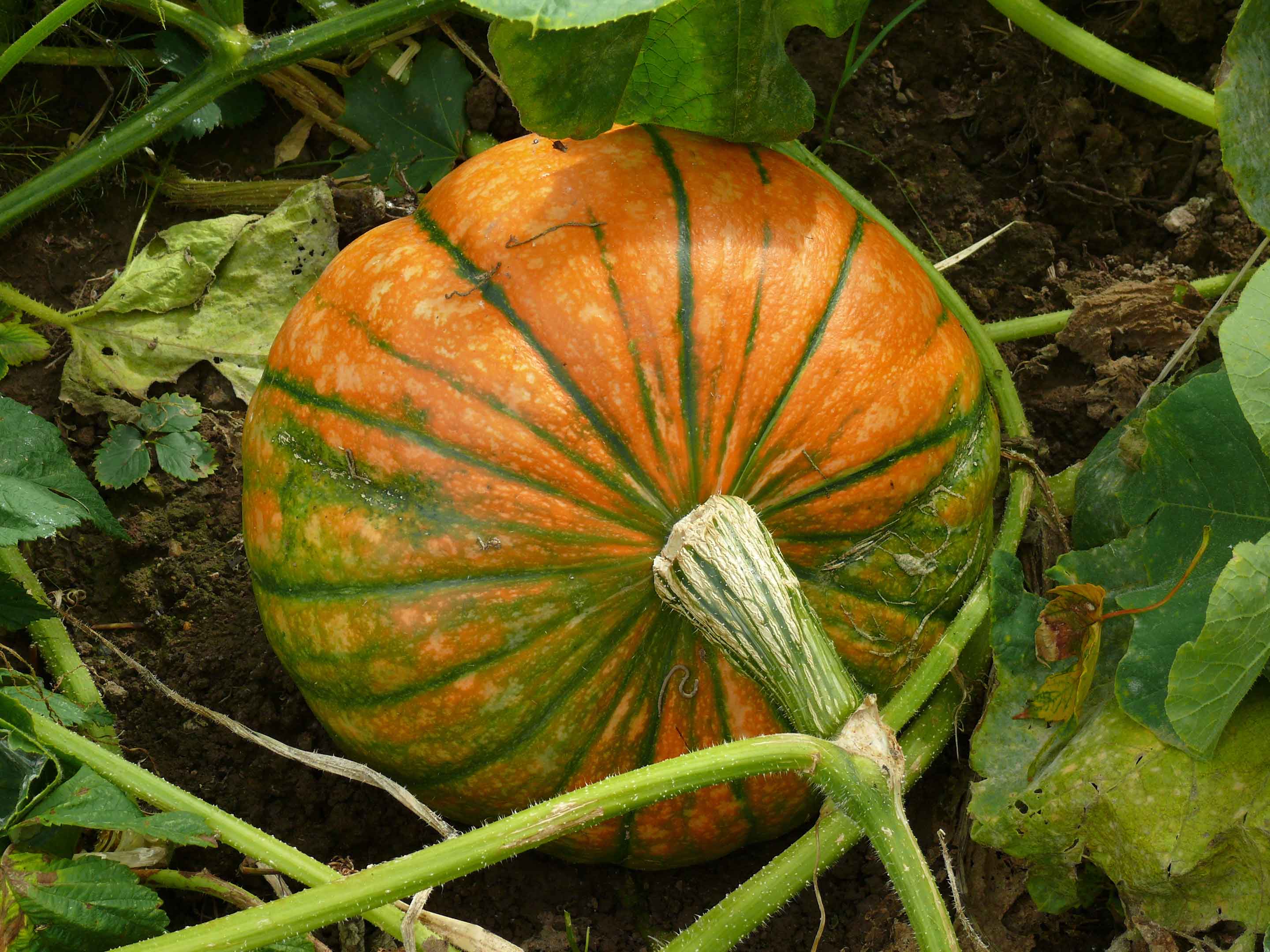 Plantio Direto: A Técnica Simples e Eficaz - inspiração 1