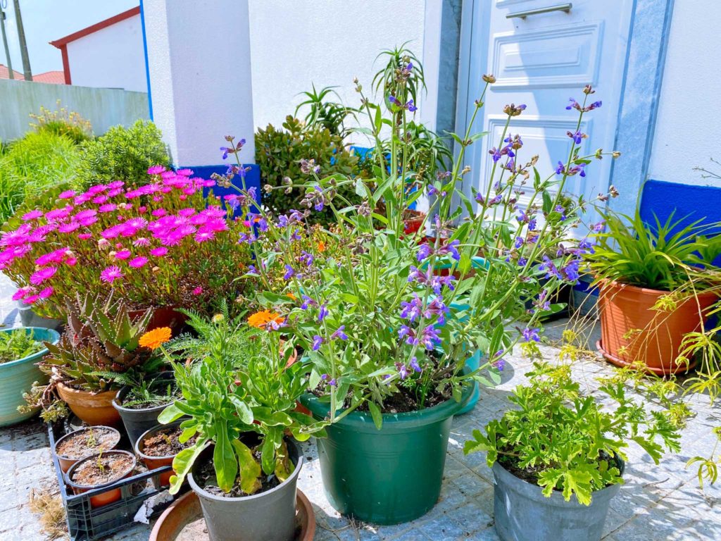 Mãos à Obra: Plantando Sua Sálvia com Atenção aos Detalhes - inspiração 1