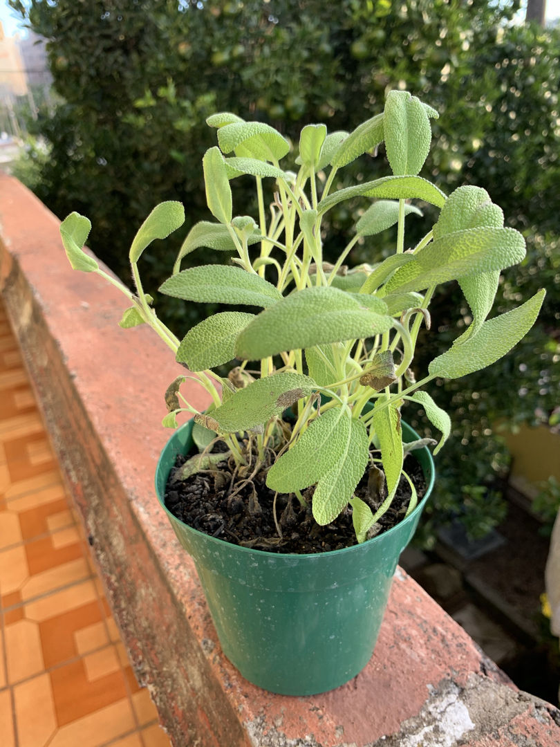 Mãos à Obra: Plantando Sua Sálvia com Atenção aos Detalhes - inspiração 2