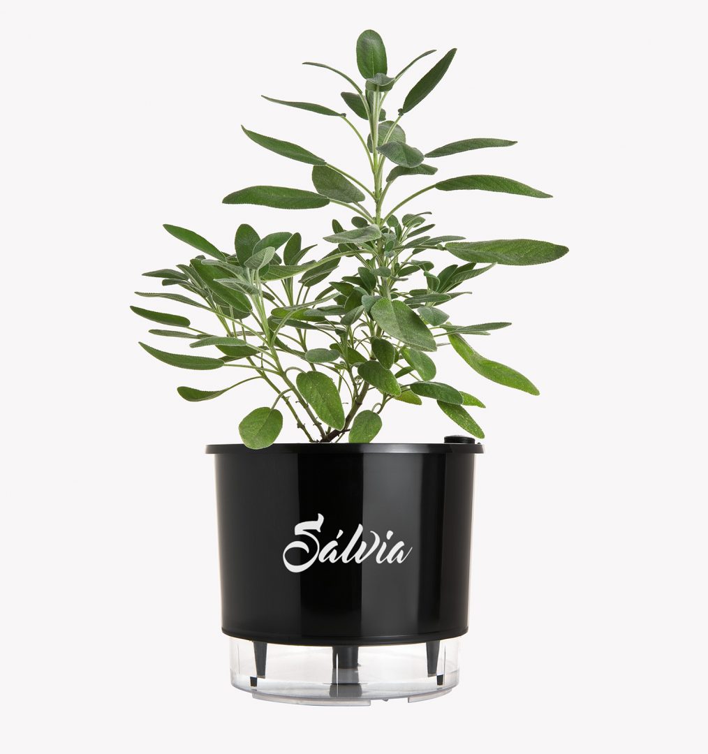 Regas Inteligentes: Nem de Mais, Nem de Menos, o Equilíbrio Certo - inspiração 2