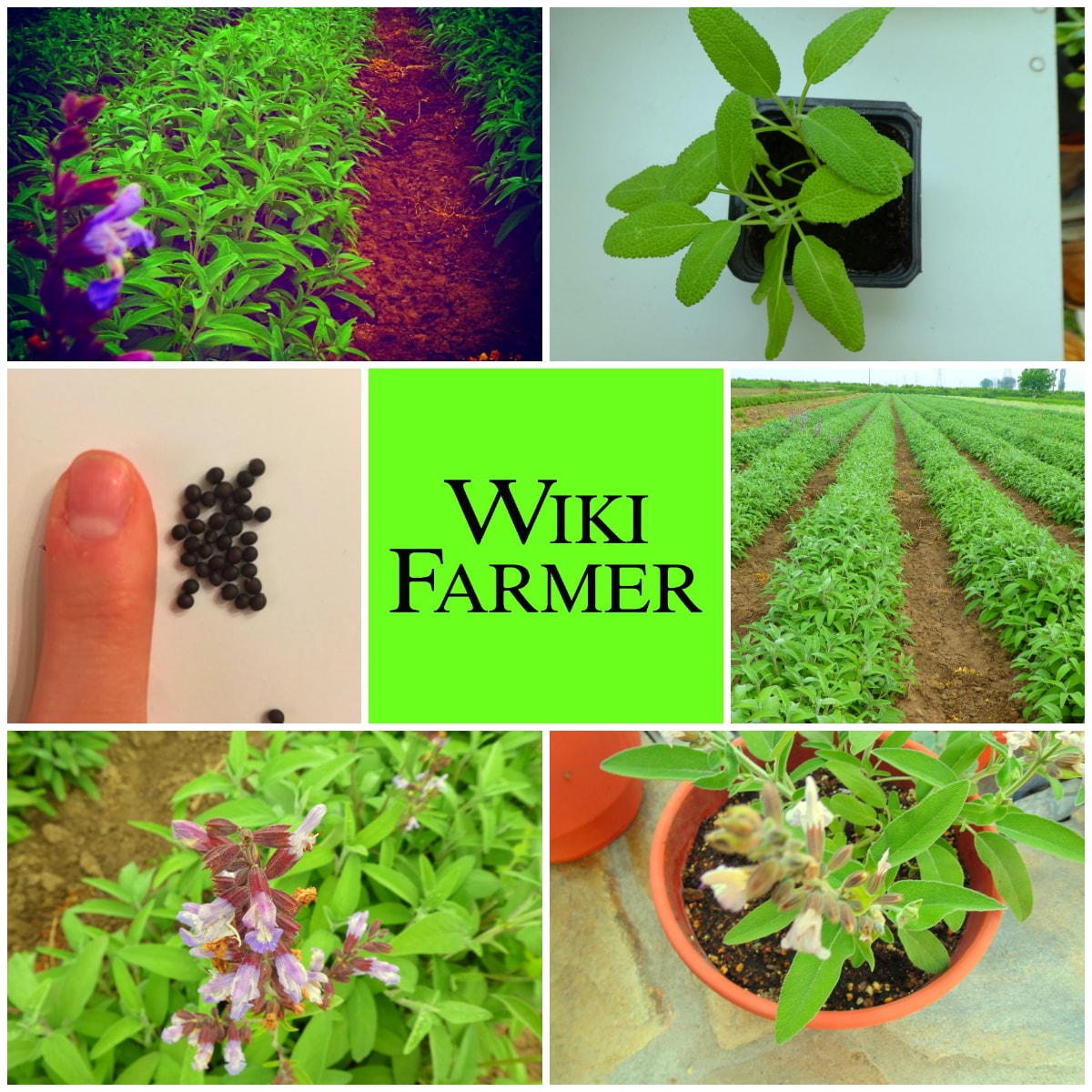 Nutrição Essencial: Adubando Sua Sálvia Para um Crescimento Exuberante - inspiração 2