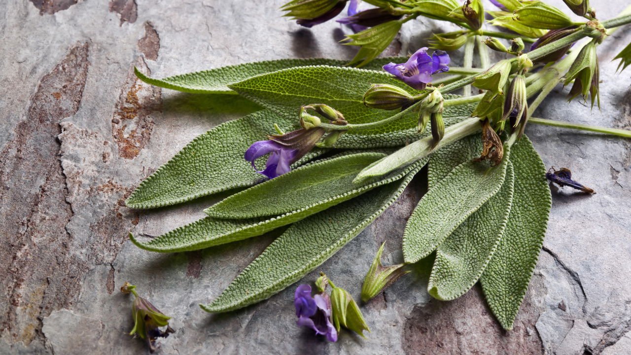 Pragas e Doenças: Identificando e Agindo Antes Que Elas Atrapalhem - inspiração 1