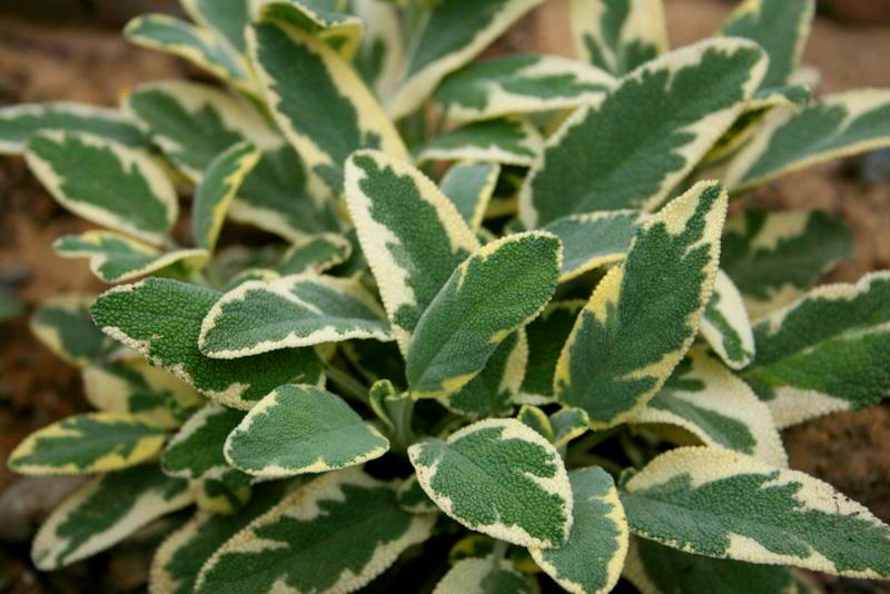 A Hora Certa de Colher: O Ponto Ideal Para o Máximo Sabor e Aroma - inspiração 1