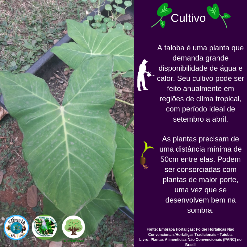 A Taioba Ideal: Reconhecendo a Verdadeira Joia Comestível - inspiração 2