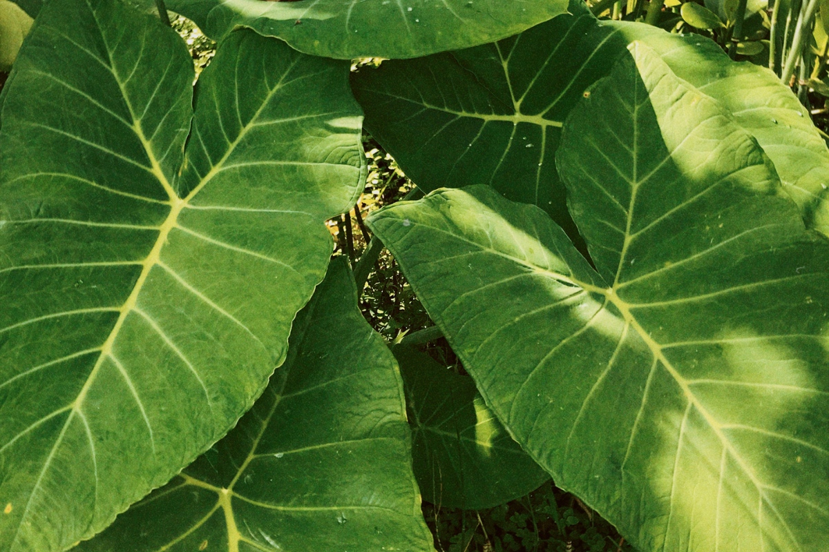 Propagando Mais Taioba: Multiplicando Sua Colheita com Facilidade - inspiração 2