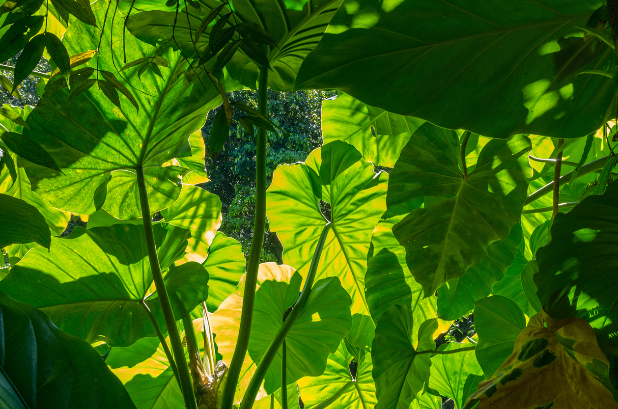 Onde Conseguir Sua Muda de Taioba: Dicas de Produtores e Feiras - inspiração 1