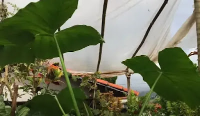 Onde Conseguir Sua Muda de Taioba: Dicas de Produtores e Feiras - inspiração 2