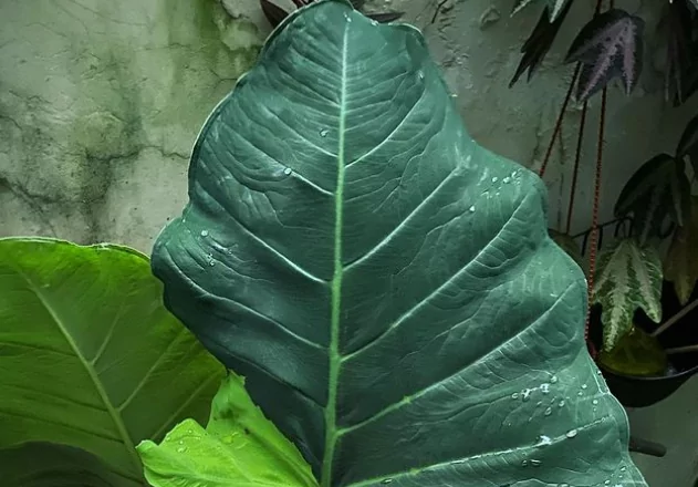 O Solo Perfeito: Preparando o Terreno para o Crescimento da Taioba - inspiração 2