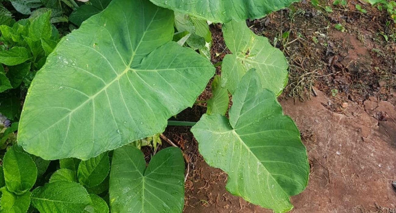 O Clima é Rei: Escolhendo o Local Ideal e a Época Certa para o Plantio - inspiração 1