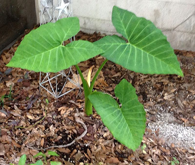 Mãos à Obra: Técnicas de Plantio da Taioba para Iniciantes - inspiração 2