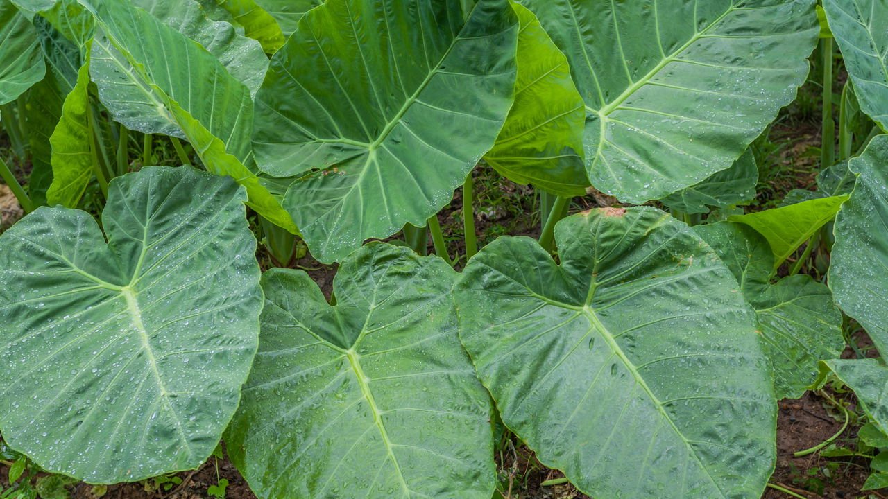 Rega Estratégica: A Quantidade Certa de Água para Sua Taioba - inspiração 1