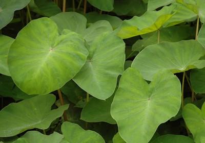 Protegendo seu Investimento: Controle de Pragas e Doenças na Taioba - inspiração 1