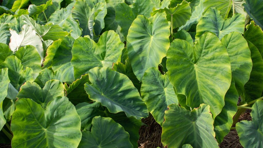 Colheita Saborosa: O Momento Certo de Colher e Como Fazer - inspiração 1