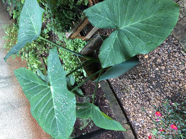 Colheita Saborosa: O Momento Certo de Colher e Como Fazer - inspiração 2