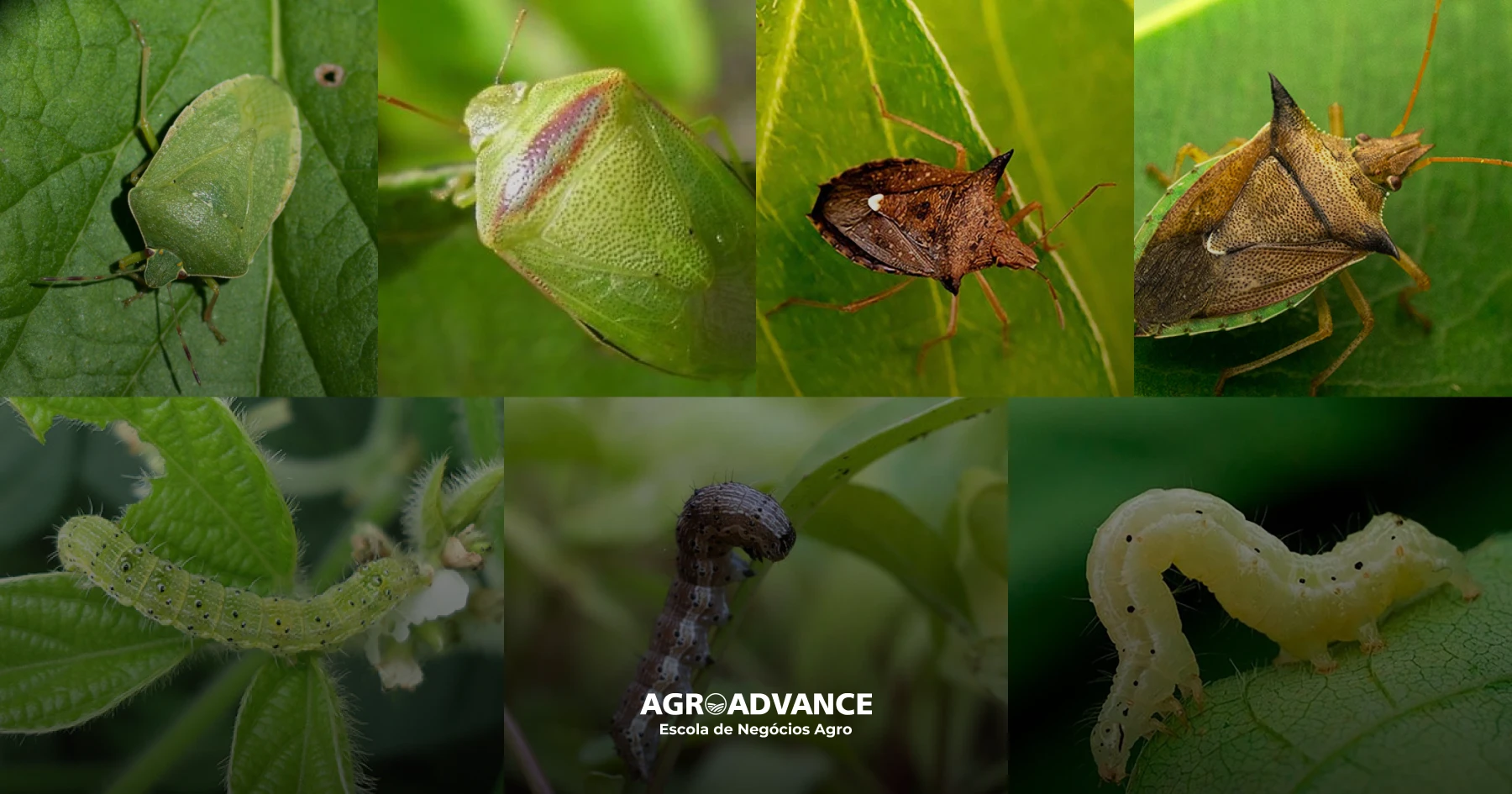 Quando Chamar o 'Especialista': Identificando a Hora de Intervir Mais Fortemente - inspiração 2