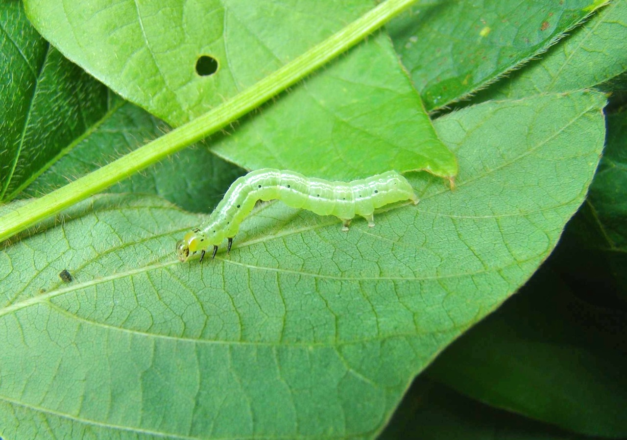 O Ciclo de Vida: Entendendo para Combater Melhor - inspiração 1