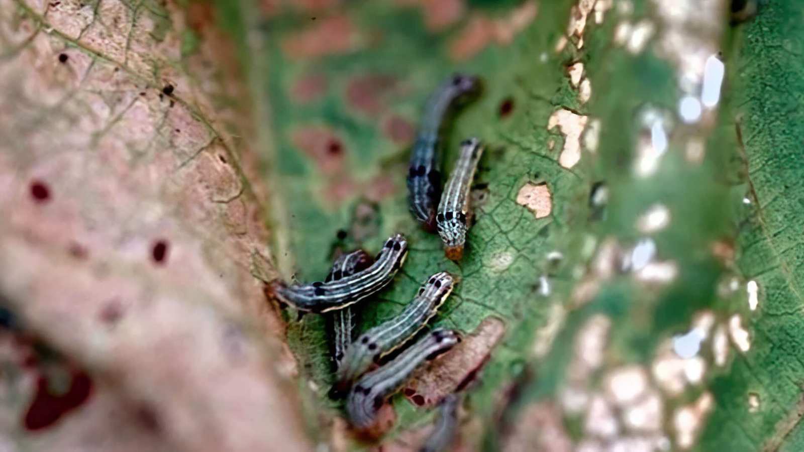 Ameaças Naturais: Inimigos das Lagartas na Sua Horta - inspiração 1