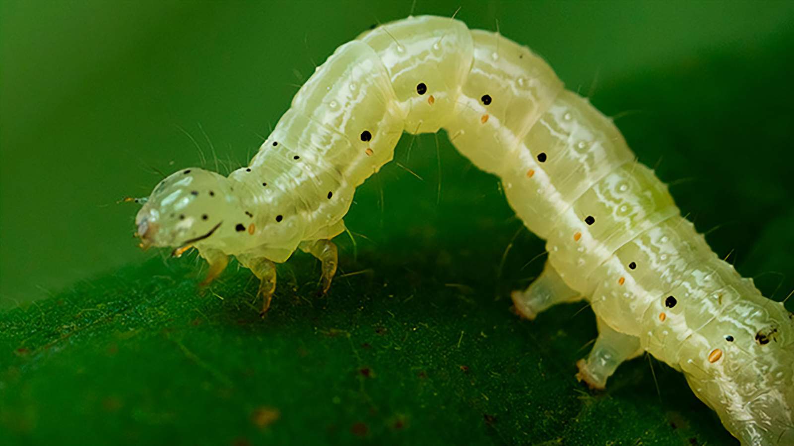 Manejo Integrado: A Combinação de Estratégias é a Chave - inspiração 2