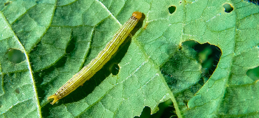 Prevenção é o Melhor Remédio: Cuidados Essenciais - inspiração 1