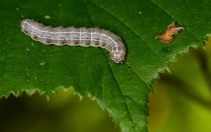 Prevenção é o Melhor Remédio: Cuidados Essenciais - inspiração 2