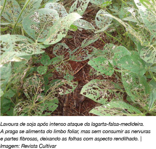 A Escolha Certa: Quais Plantas Atrapalham as Lagartas? - inspiração 2