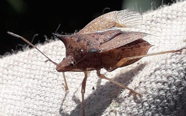 Monitoramento Contínuo: Evite Que Eles Voltem - inspiração 1