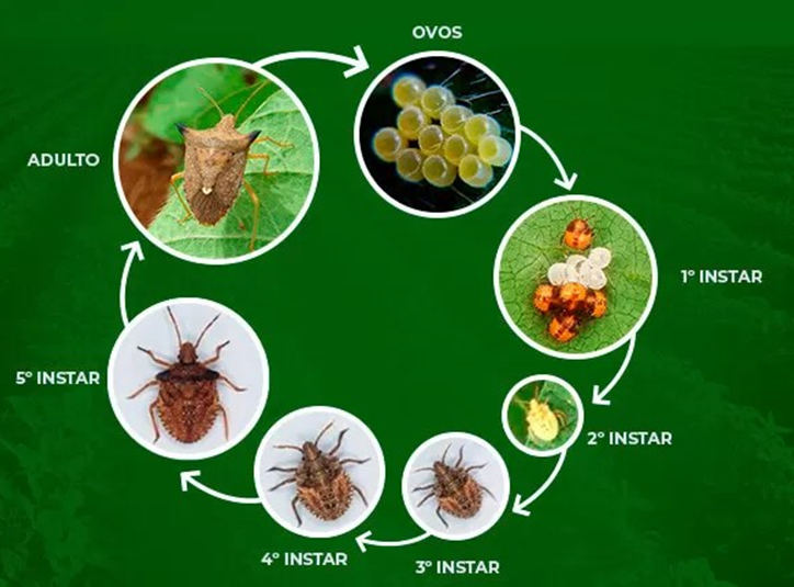 Ataque Direto: Métodos de Controle Caseiros e Eficazes - inspiração 2