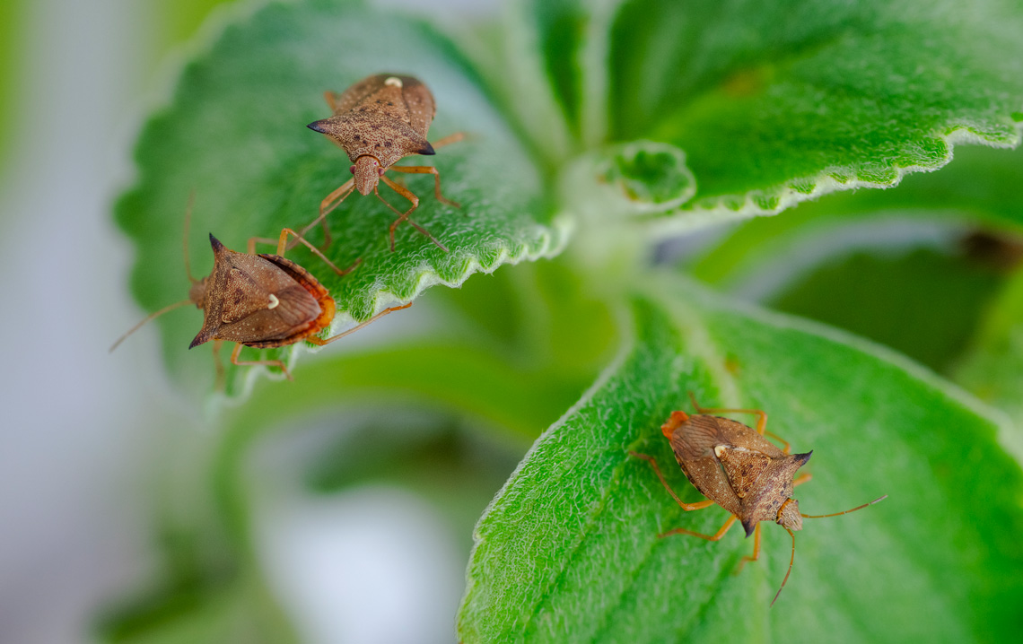 Soluções Naturais: Opções Amigas do Meio Ambiente e da Sua Família - inspiração 1