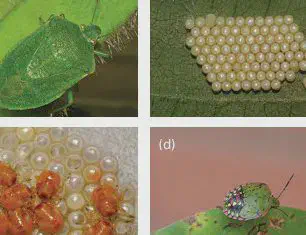 Soluções Naturais: Opções Amigas do Meio Ambiente e da Sua Família - inspiração 2