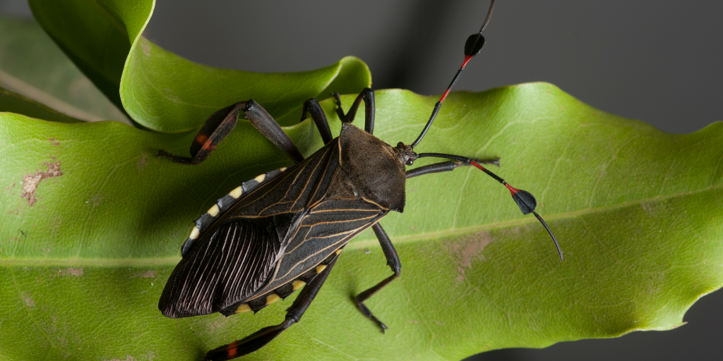 Prevenção é a Chave: Mantenha Seu Lar e Jardim Protegidos - inspiração 2