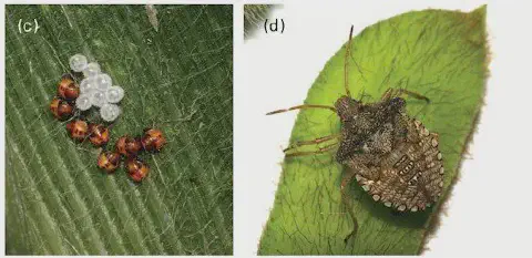 Foco nas Plantas: Cuidados Específicos para Ervas e Hortaliças - inspiração 2