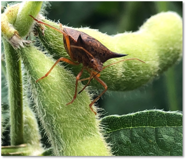 Limpeza Profunda: Eliminando Ovos e Ninfas Escondidos - inspiração 2