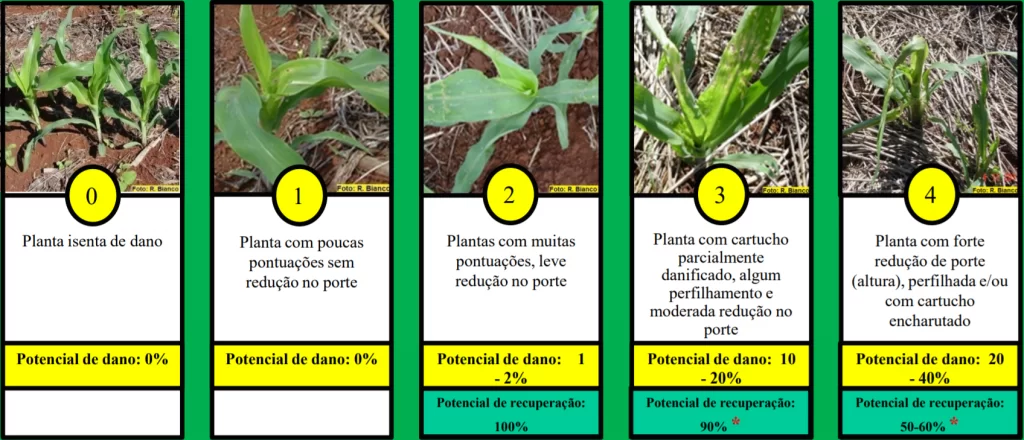 Identificando o Invasor: Conheça seu Nemigo Barriga Verde - inspiração 1